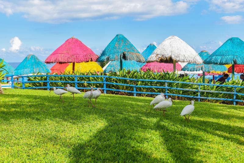 Grand Oasis Cancun 4